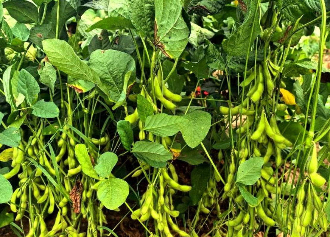 江西玉山:千亩毛豆丰收,探索乡村振兴新路径