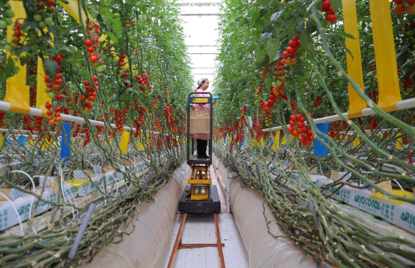 甘肃崆峒区:科技赋能农业,打造高质量发展新样板