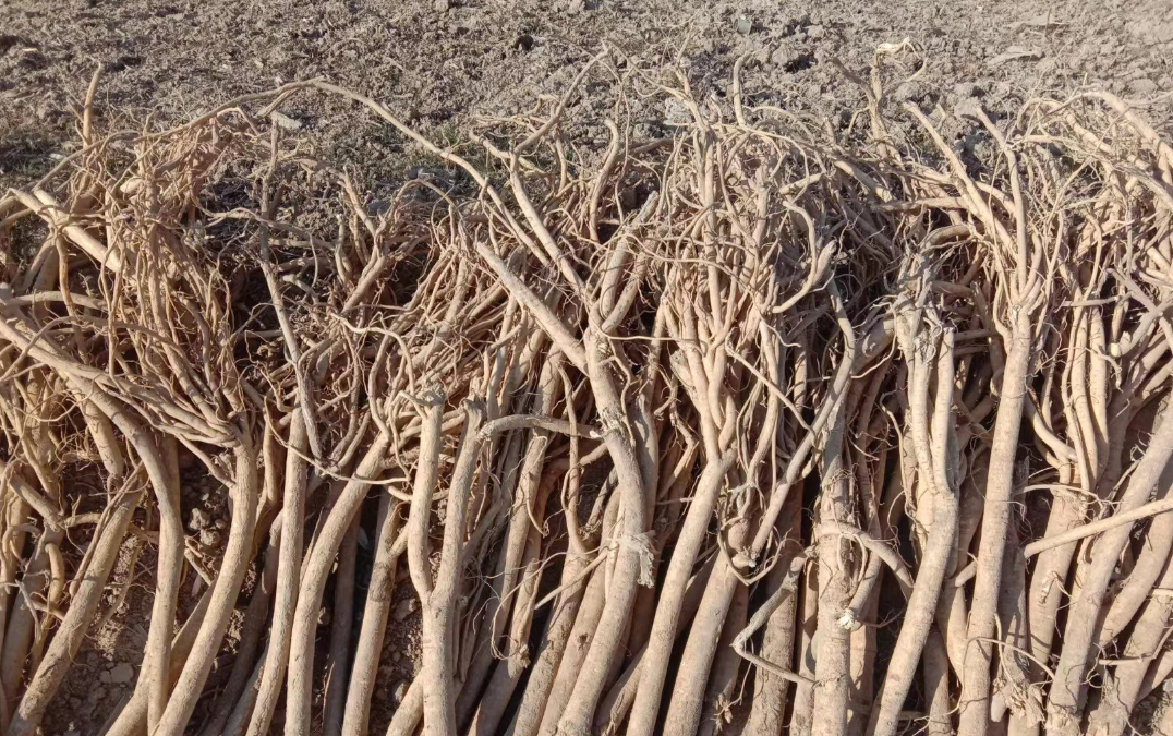 柴胡怎么种植？手把手教你从选地到丰收的全流程技巧