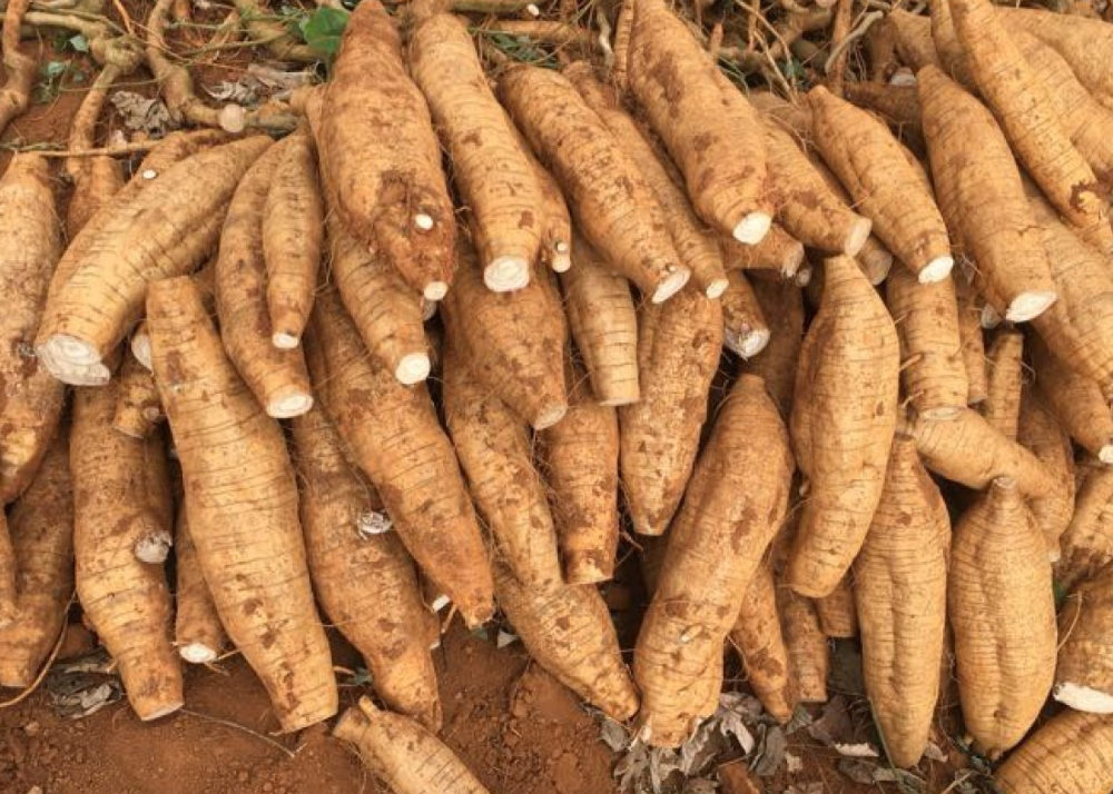 葛根怎么种植？种植葛根有什么技巧？