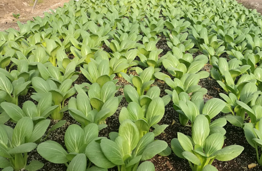 油菜安全越冬怎么管理？油菜越冬期有什么管理方法？