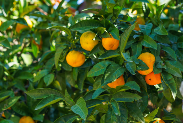 广西久大村:生态饭碗里端出致富经
