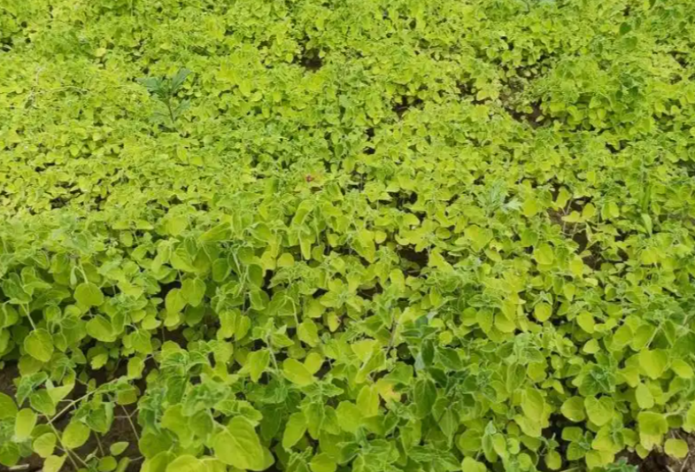 山西长治潞城区：“异地育苗”让潞党参产业焕新机