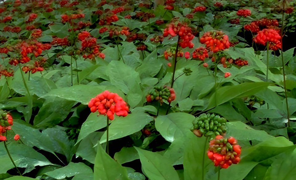 种植人参需要什么样的土壤？怎么种植人参？