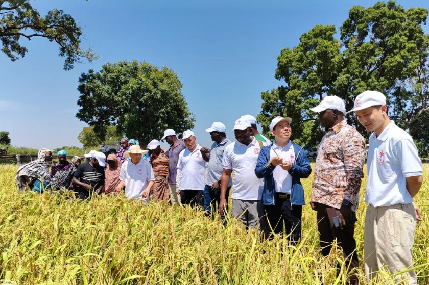 中布携手办丰收节，杂交稻助力布国粮安