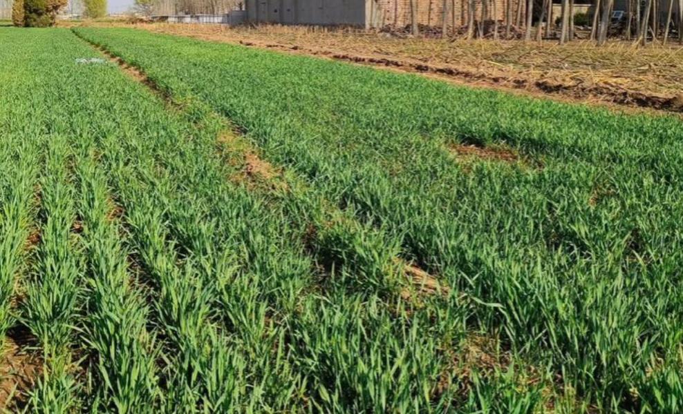 故城前黄村推行土地“入托”模式,助力小农户融入现代农业