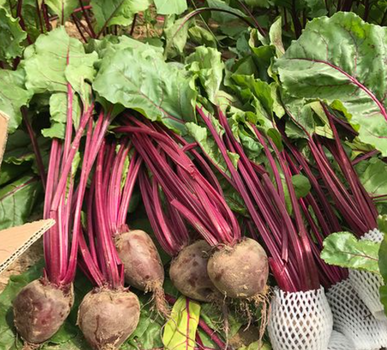 怎么种植甜菜根？管好土和肥，增产又防病