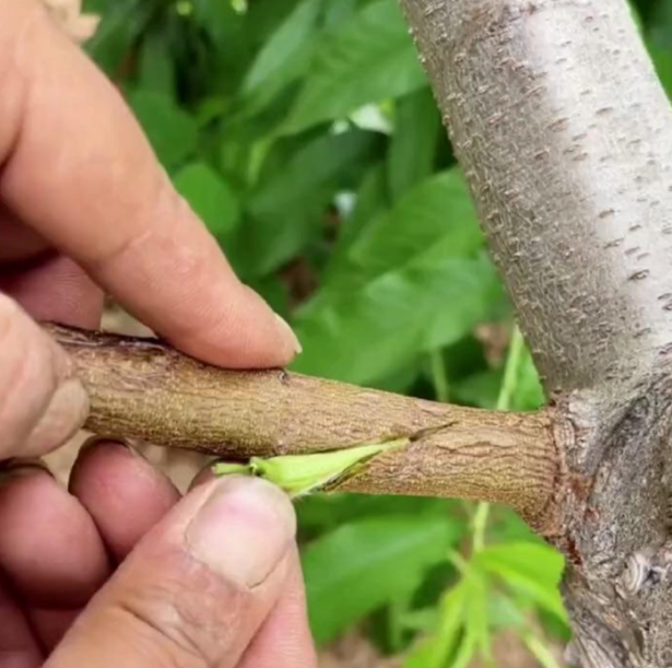 夏季怎么嫁接桃树？选对时间和方法让成活率超90%