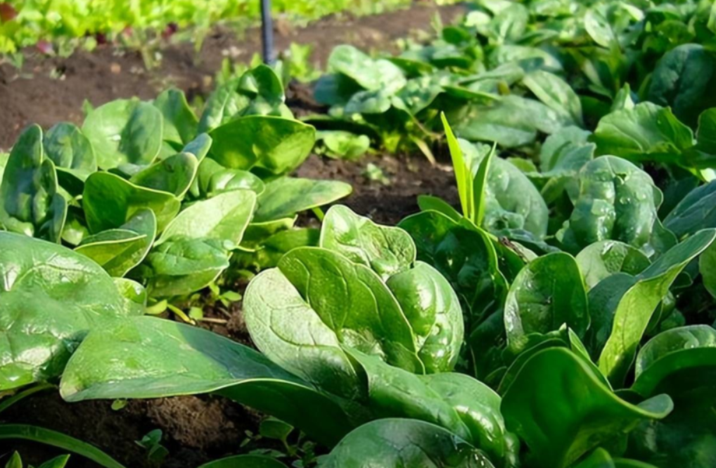 菠菜冬天怎么防冻？这些实用方法让菜安全过冬