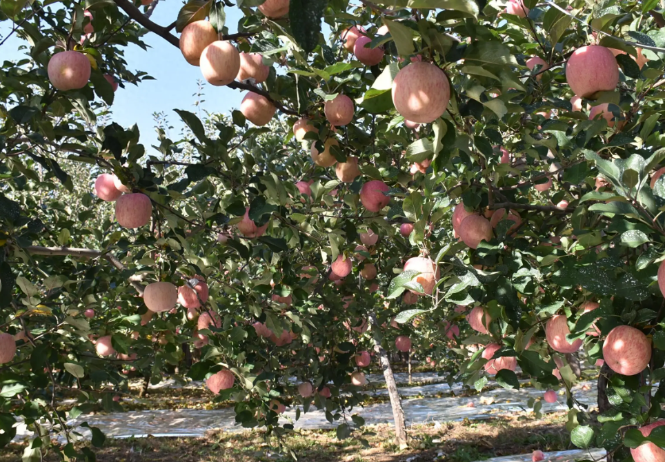 南田漳村:苹果映红乡村振兴路