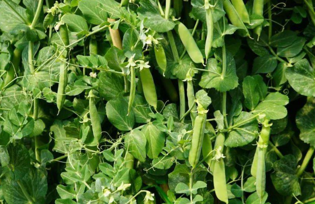 豌豆施肥方法有哪些？掌握这几个关键点，产量轻松翻倍