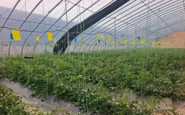 山西长治潞州区：科技赋能 番茄产业焕新机