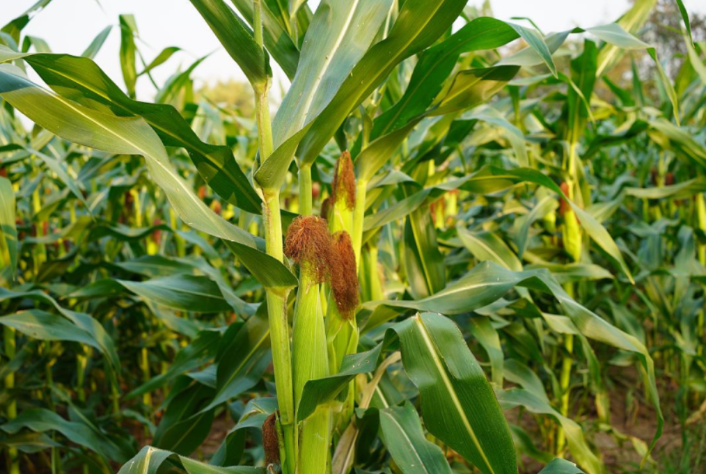 玉米抽穗期怎么施肥？选对肥料，增产增收有保障