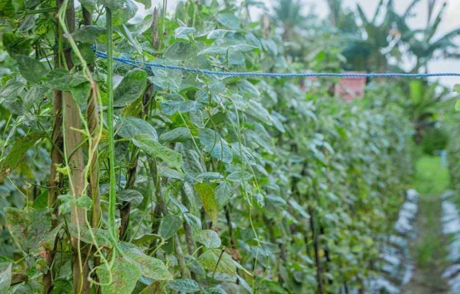 早豆角怎么种植？从选种到采收，手把手教你增收