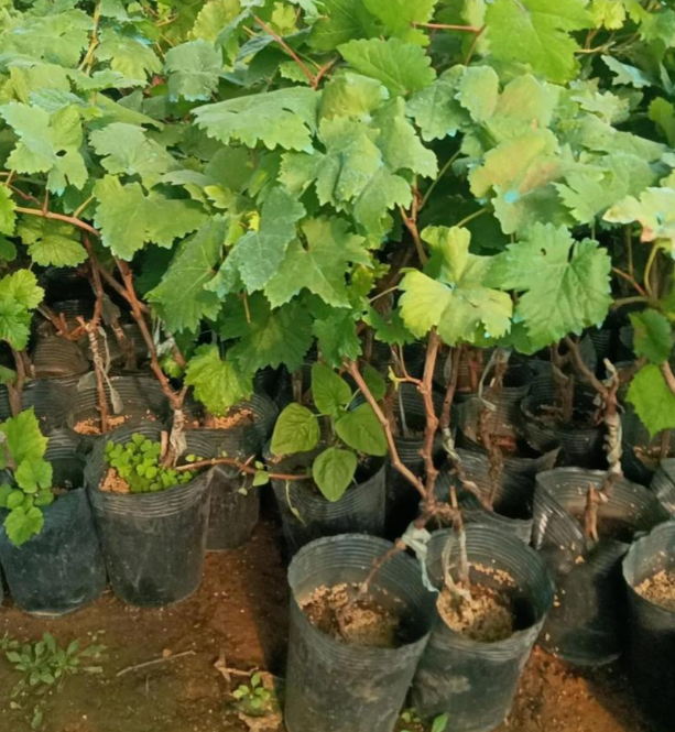 葡萄苗什么时候移栽？选对时间方法，成活率提高30%