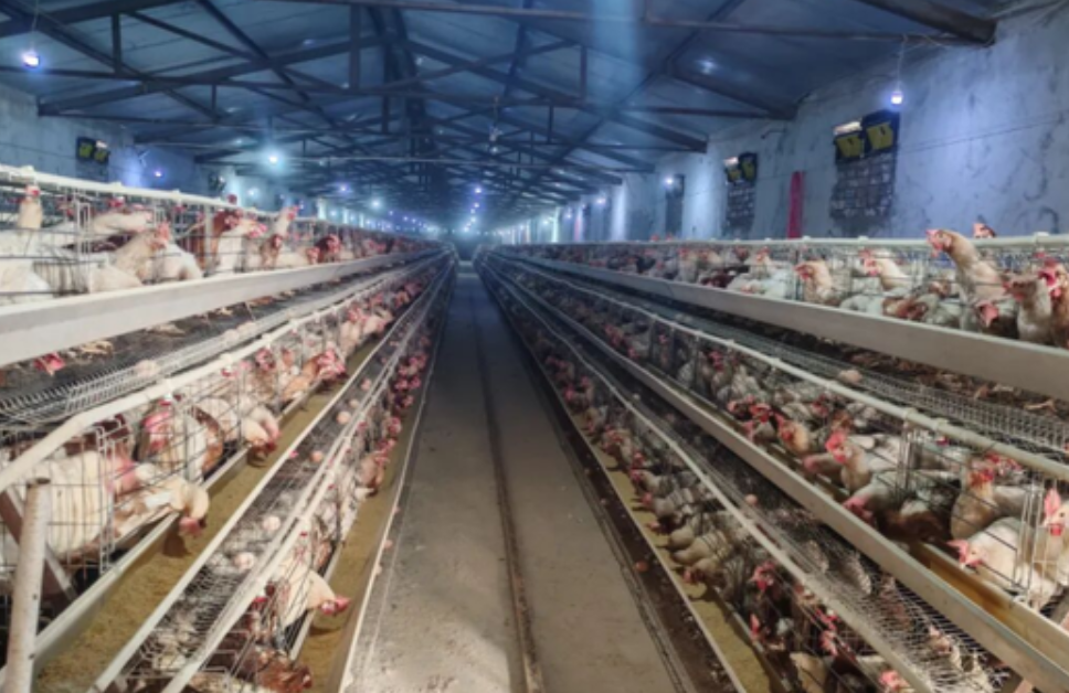 新疆泽普县鑫磊养殖场：十二年发展成就区域鲜蛋供应主力军