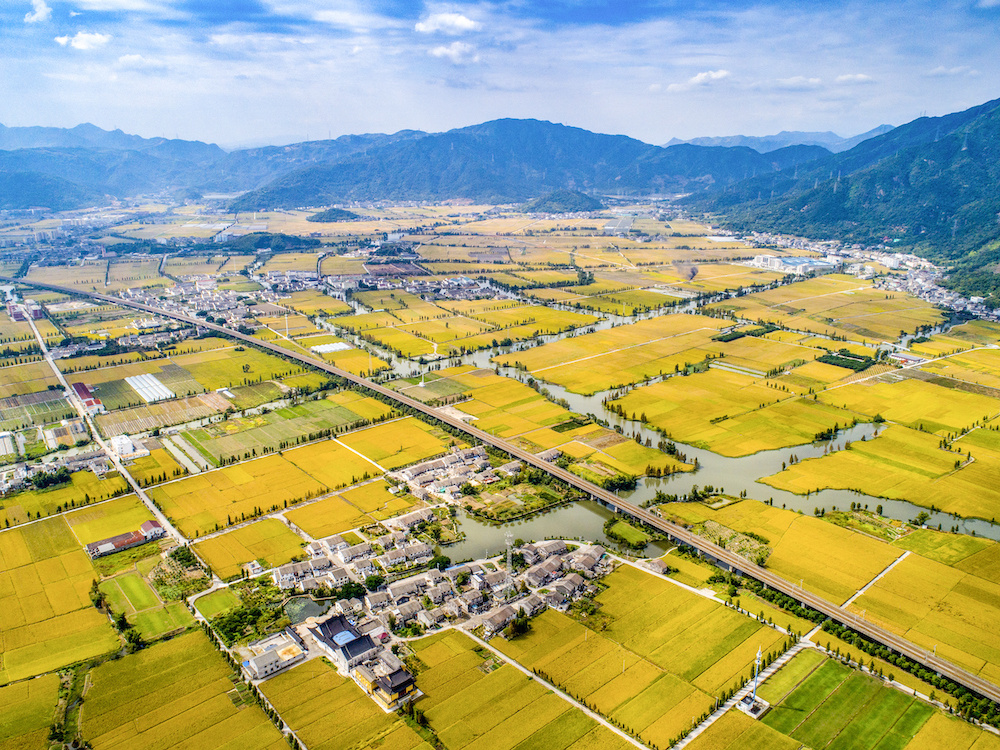 浙江粮食生产创新高：政策、良种与技术三重驱动