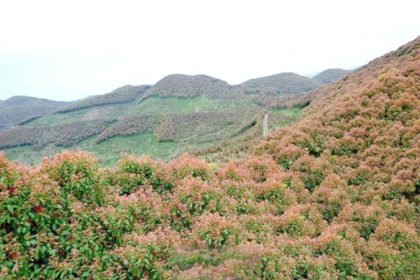 深山龙脑的产业奇迹：新晃三十载铸就“绿色黄金”传奇