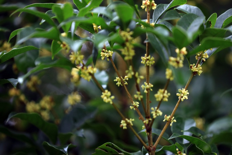 种桂花有什么技巧?避开这些坑才能花香又丰收