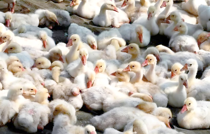 雏鹅成活率怎么办?掌握这些养殖要点,大幅提升雏鹅成活率