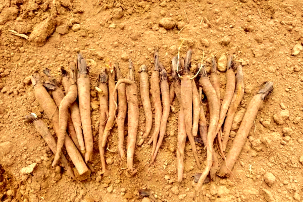 种植大黄有什么技巧?新手也能亩赚8000的完整教程