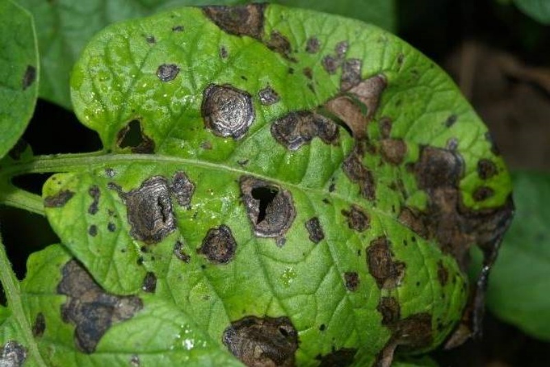 马铃薯早疫病有什么症状?马铃薯早疫病如何防治?