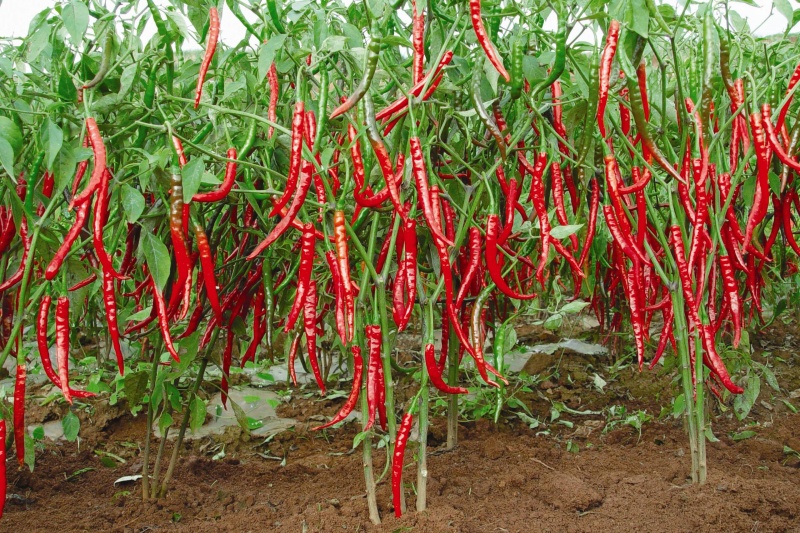 辣椒烂果的原因是什么？如何预防辣椒烂果？