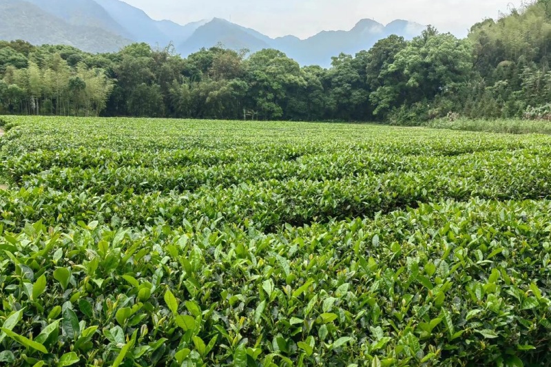 茶园怎么预防倒春寒?茶园预防倒春寒的措施有哪些?