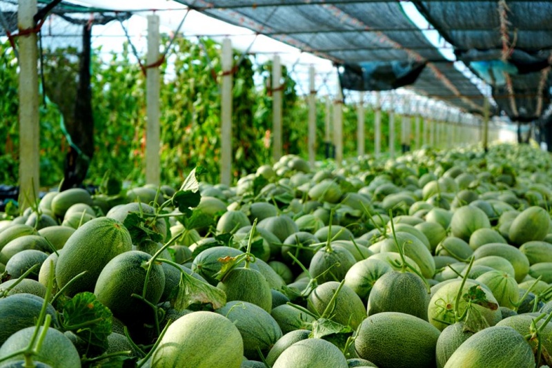 哈密瓜蚜虫有什么危害？如何防治哈密瓜蚜虫？