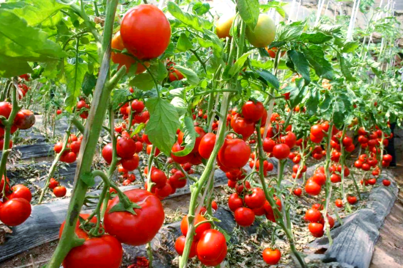 大棚光照不足怎么办？大棚光照不足怎么补救？