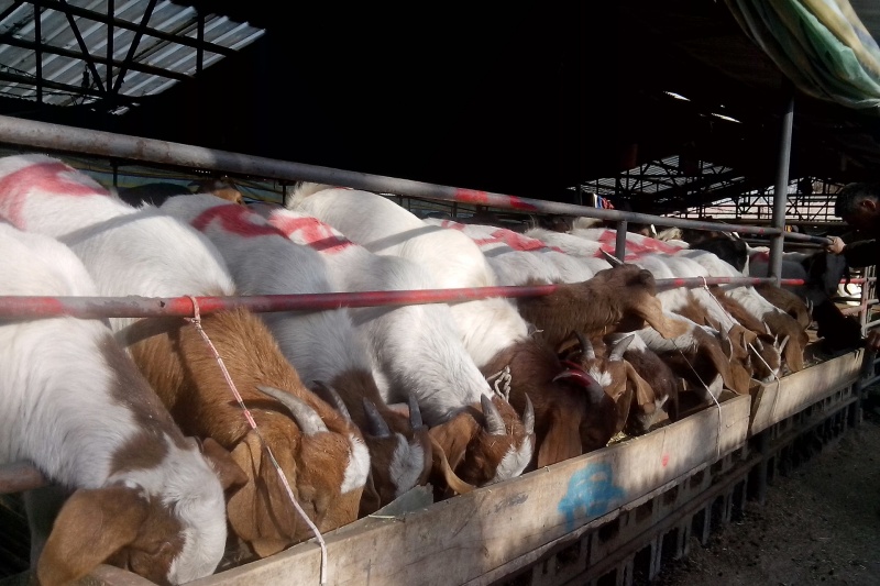 2025年湖南省动物防疫新政出炉，这些补贴和规定必看