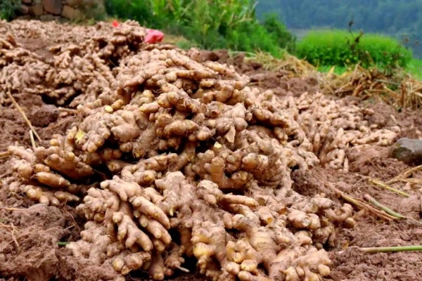 砚山生姜的丰收图景:从红土沃野走向全国市场的“金疙瘩”