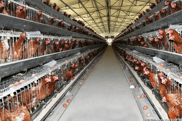 母鸡产蛋率高有什么方法？关键在于这五个方面的科学喂养