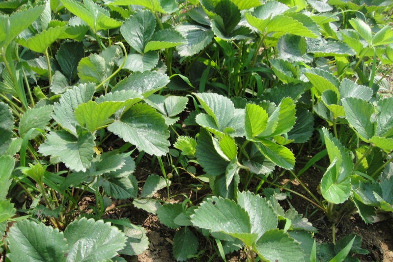 如何准确判断草莓苗是否需要浇水?五个实用方法轻松掌握