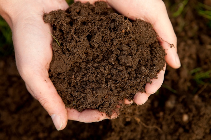 钾肥怎么用效果好？学会这一招，肥效提升一大截