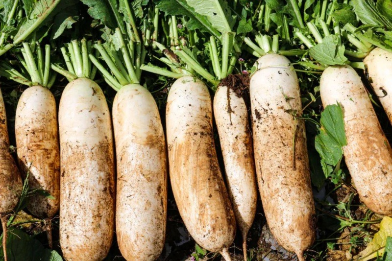 南方8月适合种什么蔬菜？这些蔬菜种下就有好收成