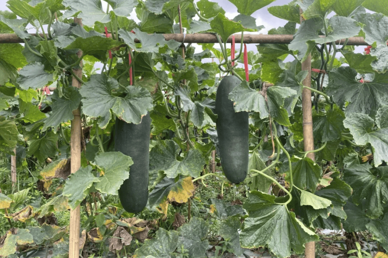 冬瓜出现裂瓜怎么办？如何减少冬瓜裂瓜现象