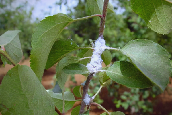 如何防治苹果绵蚜?防治苹果棉蚜有什么方法?