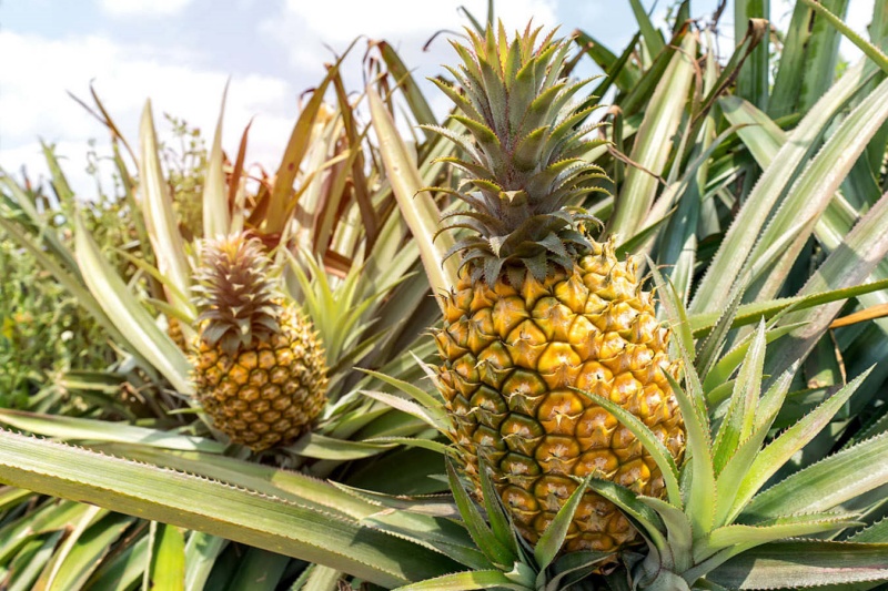 种植菠萝有什么技巧？菠萝想要种得好，掌握这些方法