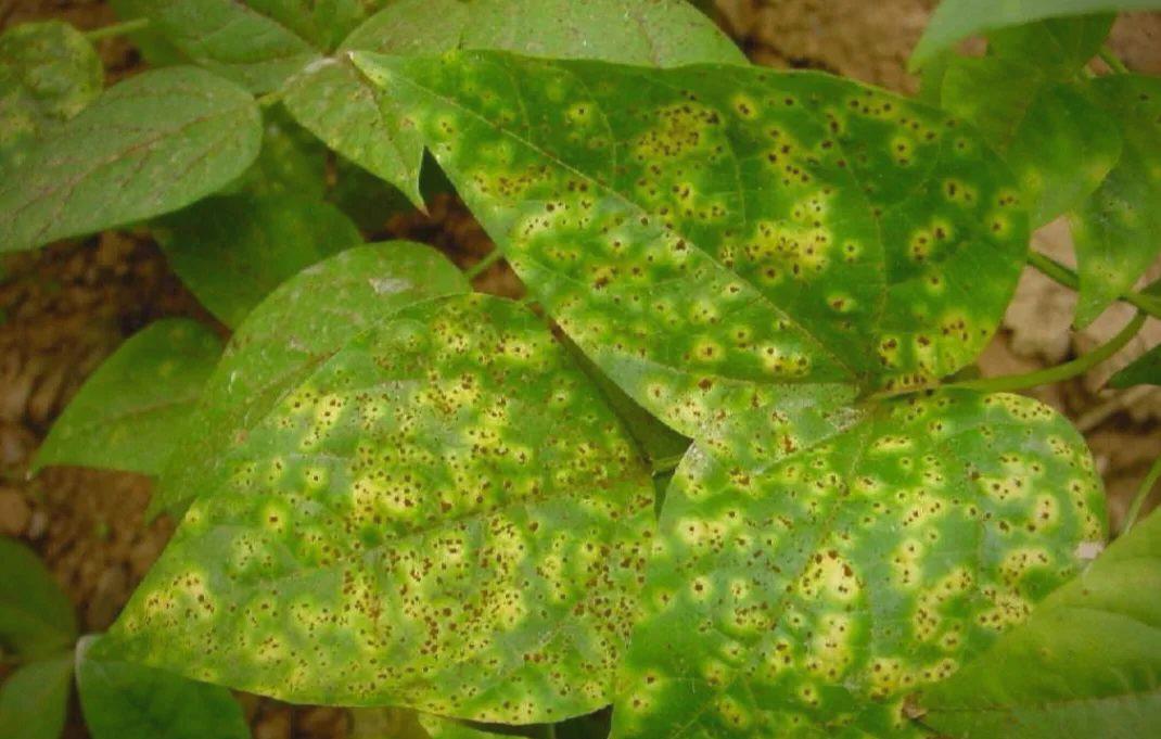 扁豆常见病害有哪些？扁豆常见病害如何防治？