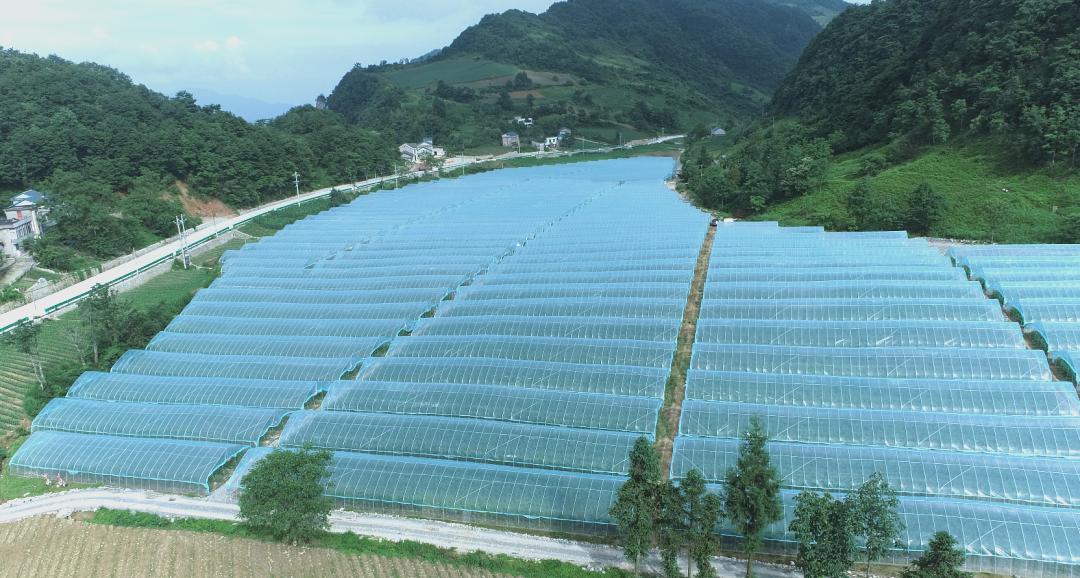 &ldquo;凉资源&rdquo;变&ldquo;热产业&rdquo;：长阳高山蔬菜&ldquo;链&rdquo;上起舞，农文旅融合绘就土家山乡新画卷