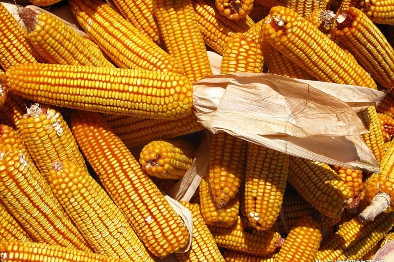 新玉米怎么储存？这份储存攻略帮玉米锁住香甜