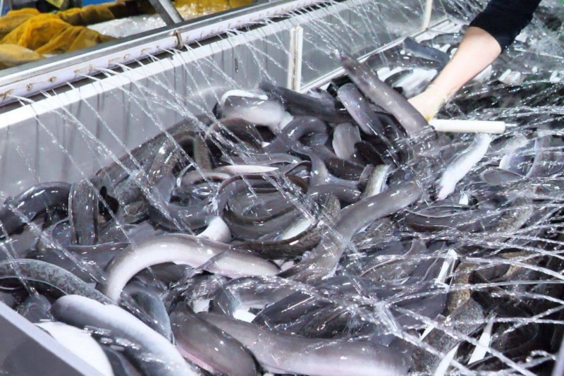 鳗鱼养殖方法有哪些？鳗鱼养殖注意事项有哪些？