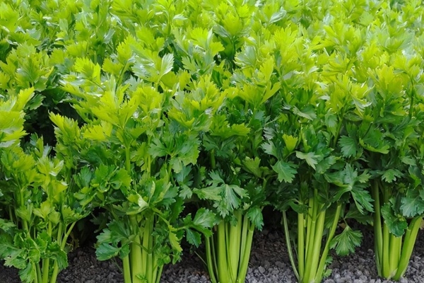 芹菜蚜虫怎么防治?这几招方法管用又安全