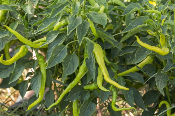 辣椒播种后多少天出苗?新手怎么种植辣椒?