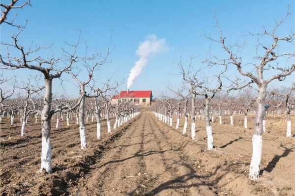 冬季干旱时果园该怎么管?果农亲述实用管理方法