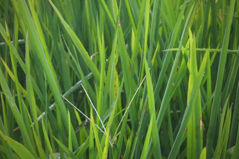 晚稻常见病虫害有哪些？如何防治晚稻病虫害？