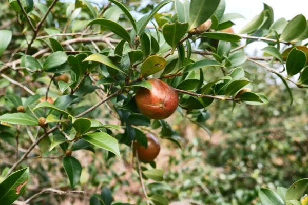 从深山土产到亿元产业：看福建大田如何把小油茶做成大生意