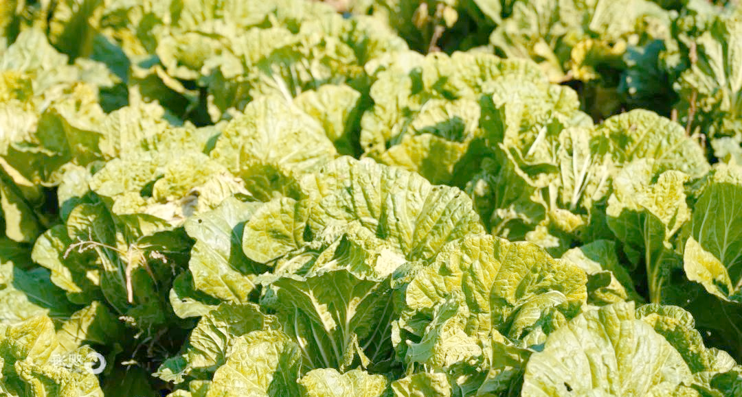 胶州大白菜:从田间到全球的“甜蜜”之旅