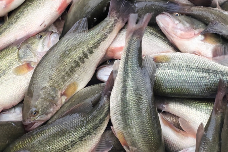 淡水鲈鱼养殖品种有哪些？选对养殖品种，轻松致富